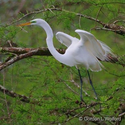 First Flap To Flight_46084.jpg - Great Egret (Ardea alba)Photographed at Lake Martin near Breaux Bridge, Louisiana, USA.